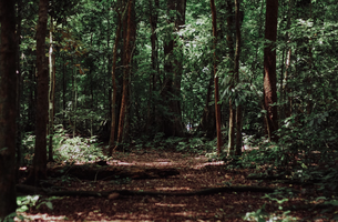 Lançado o programa Floresta Ativa para apoiar a limpeza e gestão de terrenos florestais