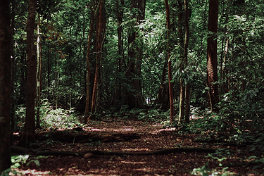 Lançado o programa Floresta Ativa para apoiar a limpeza e gestão de terrenos florestais